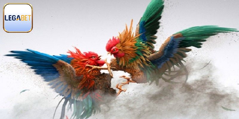 Đá Gà Bịp Legabet - Cẩn Trọng Khi Cá Cược Đá Gà Trực Tuyến