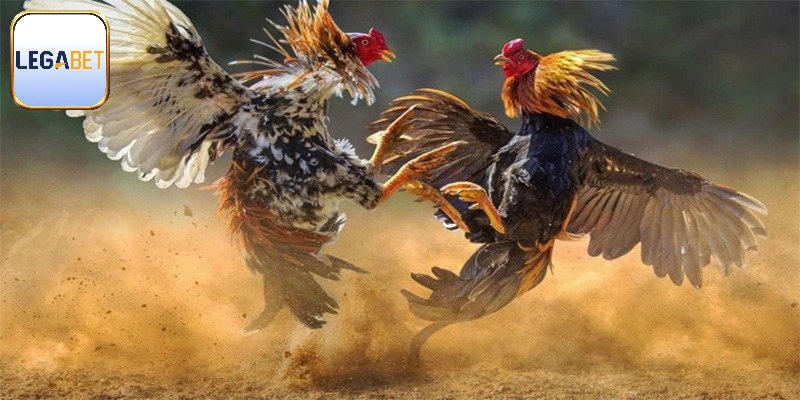 Khái quát chung về đá gà bịp