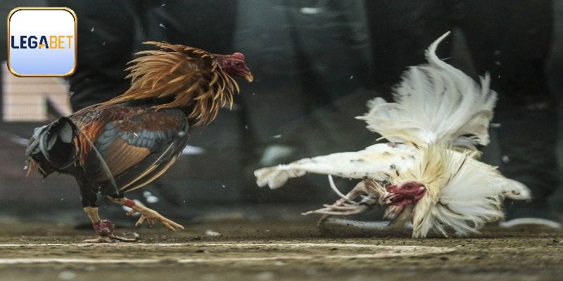 Lời khuyên có nên tham gia đá gà bịp không?