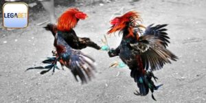 Đá Gà Cựa Dao Mỹ - Phổ Biến Luật Chơi Chuẩn Chỉnh Nhất