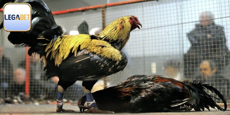 Kết thúc trận đấu gà đá Mỹ cựa dao